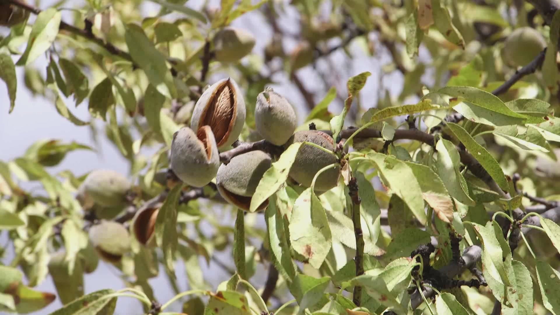 Organic Sicilian Shelled Almonds