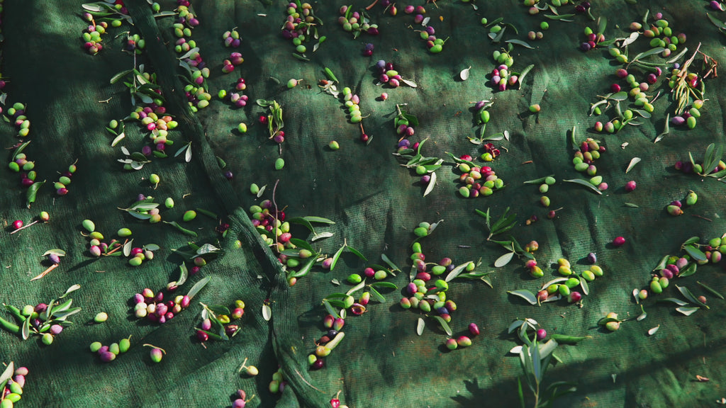 Sicilian Extra Virgin Olive Oil