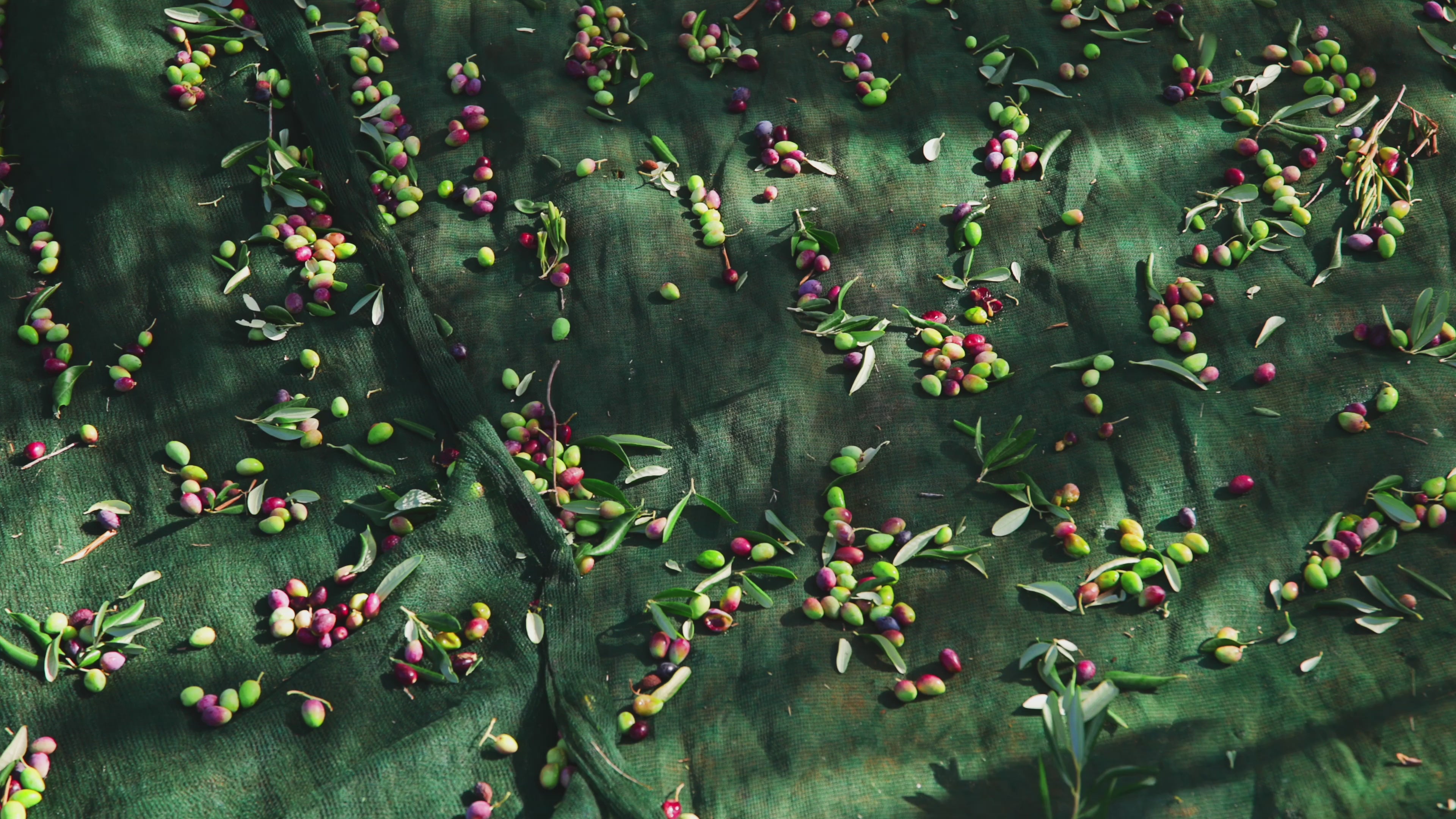 Sicilian Extra Virgin Olive Oil